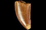Serrated, Raptor Tooth - Real Dinosaur Tooth #85246-1
